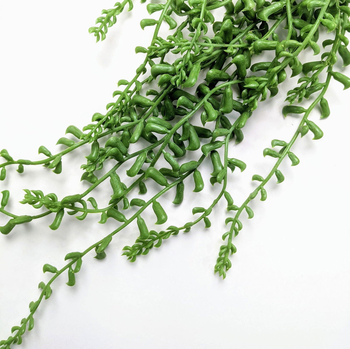 Fractalon Emerald String of Pearls Hanging Succulent