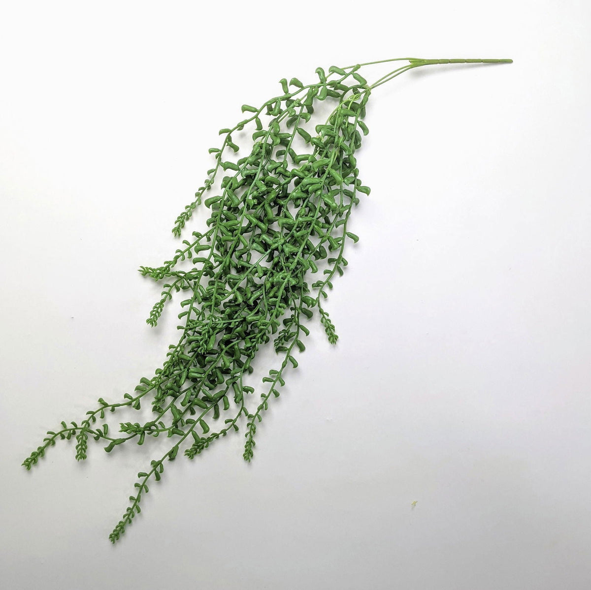 Fractalon Emerald String of Pearls Hanging Succulent