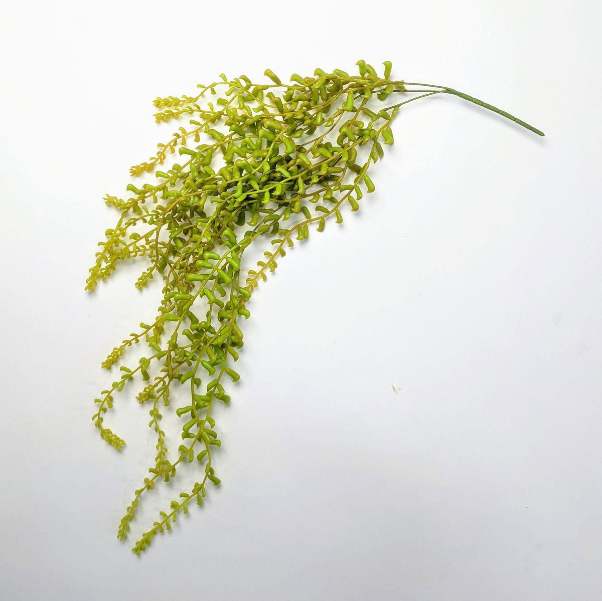 Fractalon Golden String of Pearls Trailing Vine
