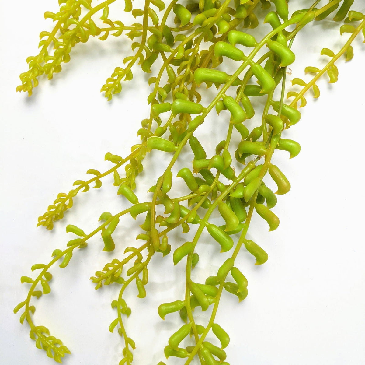 Fractalon Golden String of Pearls Trailing Vine