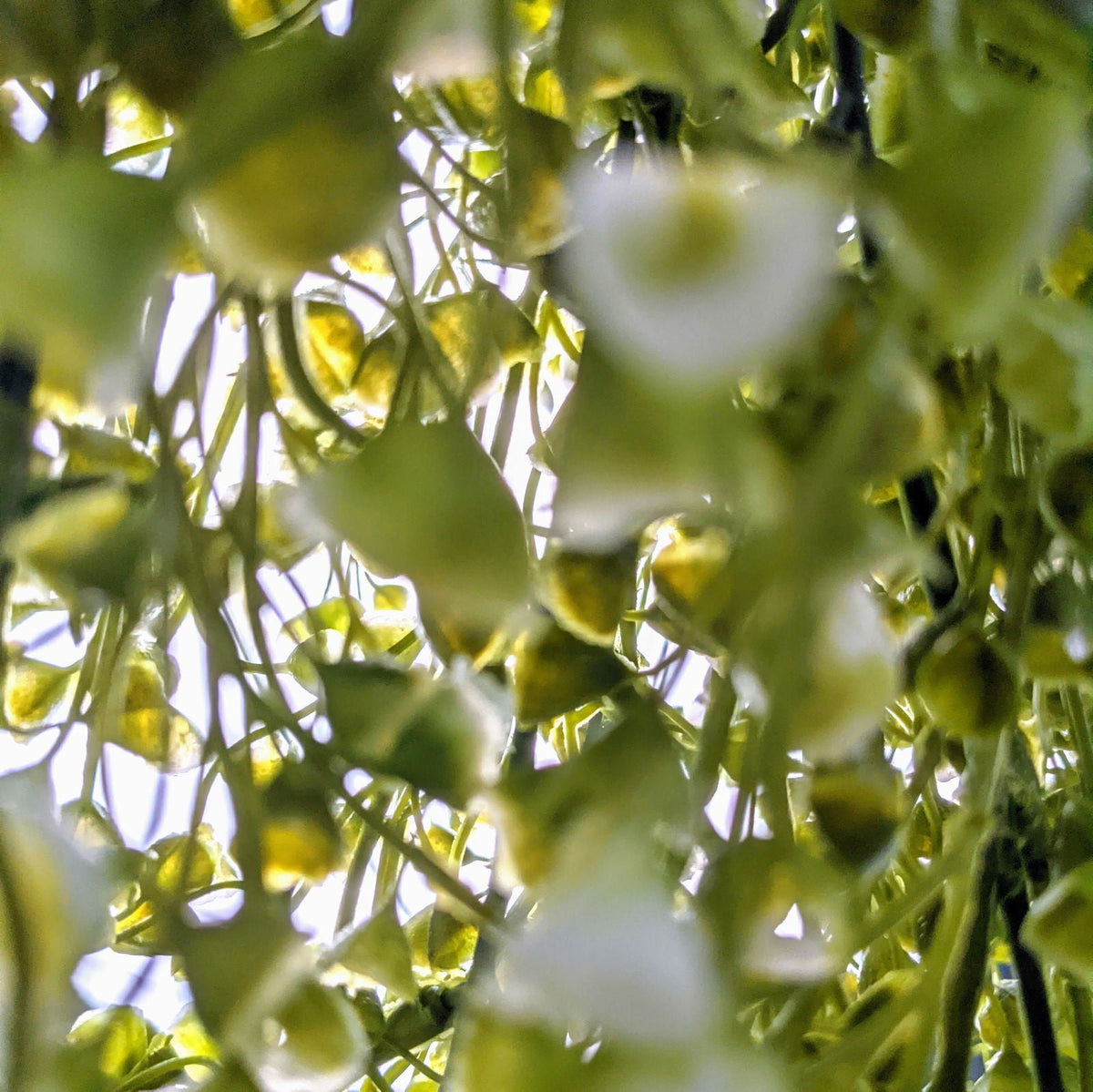 Fractalon White Bell Flower Cascading Plant
