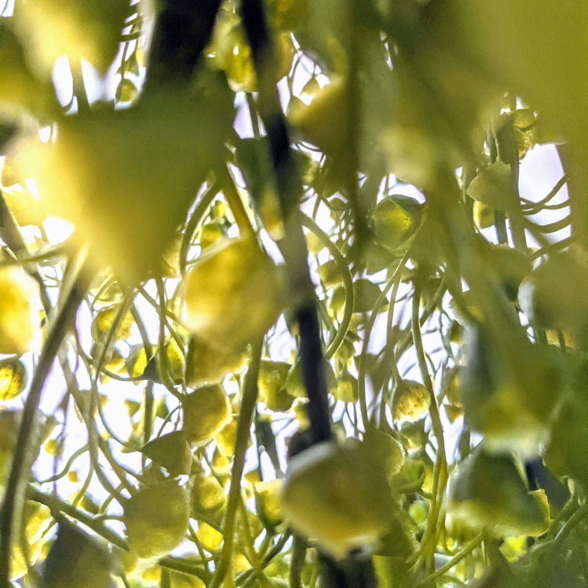 Fractalon Yellow Bell Flower Trailing Vine